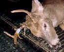 Buckstix Deer Picture