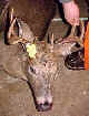 Buck Stix Deer Photo