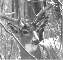 DEER LURE BUCK LURE PHOTO