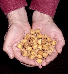 camel spider eggs in hands