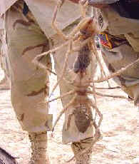 two desert camel spiders